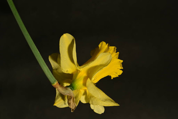 beautiful yellow narcissus flower on dark background - Photo, Image