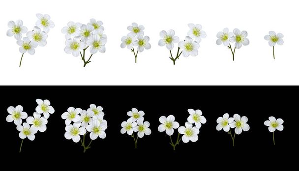 Botanical Collection. Set of of white flowers saxifraga arendsii. Set for creating floral arrangements, cards, wedding invitations, designs, collages, floral frames. - Photo, Image