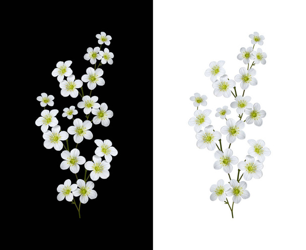 Finom virágos elrendezése fehér virágok szaxifraga arendsii. Elem létrehozása tervek, kártyák, minták, virágdísz, keretek, esküvői kártyák és meghívók. - Fotó, kép