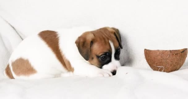 Güzel küçük Jack Russell Terrier köpek yavrusu kendi kendine oynuyor. Yavrulara bakmak ve onları büyütmek. - Video, Çekim