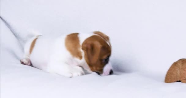 hermoso pequeño Jack Russell Terrier cachorro jugando consigo mismo. Cuidar y criar cachorros - Imágenes, Vídeo