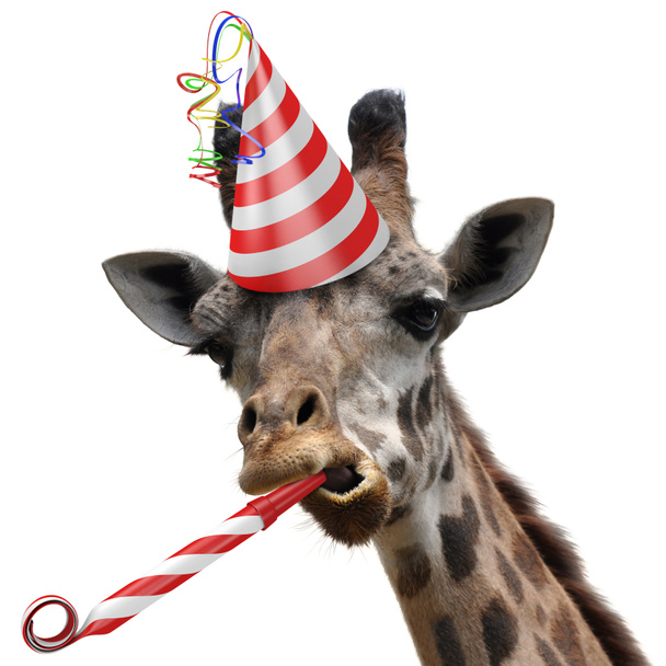 Смешное животное с вечеринки жирафа делает глупое лицо и дует шумоподавщику
 - Фото, изображение