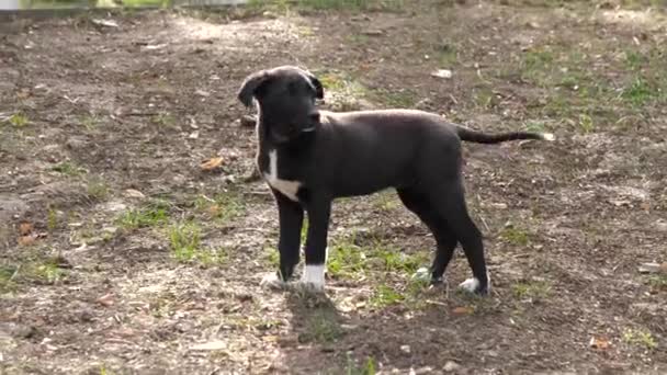 石の黒いストレイの子犬が公共の公園を横切って,彼の尾を振っている間,周囲を好奇心旺盛に見えます. - 映像、動画