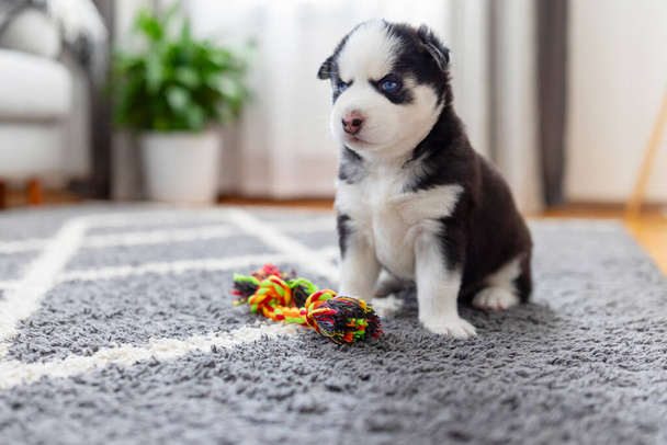 Хаскі щеня сидить поруч з барвистою іграшкою. Фотозйомка домашніх тварин. Тварина грає та концепція діяльності. Дизайн для вітальних листівок, листівок - Фото, зображення