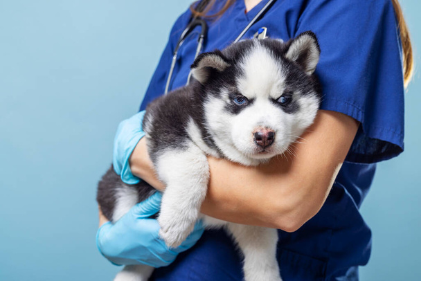 シベリアのハスキーの子犬を抱えている獣医. ブルーの背景を持つスタジオペットの肖像画。 動物医療のコンセプト。 獣医サービス,ペットケア教育のためのデザイン - 写真・画像