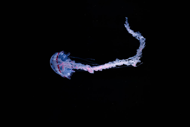 foto subacquee di gelatina a strisce viola chrysaora colorata primo piano - Foto, immagini
