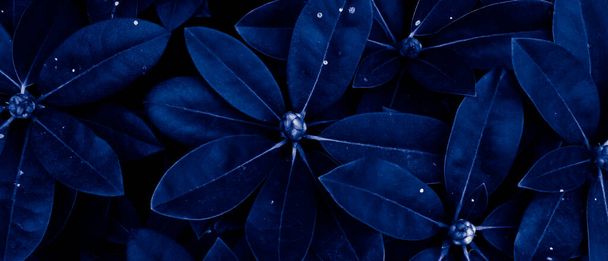kék levelek háttér vagy tapéta - Fotó, kép
