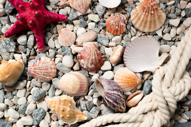 background with colorful seashells and ropes lying on seashore - Photo, Image