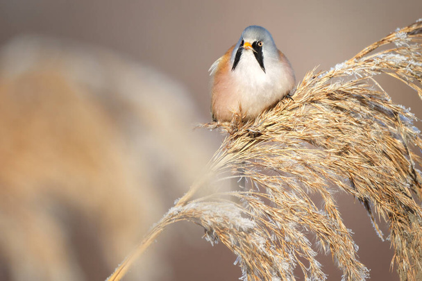 The bearded reedling - Panurus biarmicus, is a small, long-tailed passerine bird found in reed beds near water in the temperate zone of Eurasia. - Photo, Image