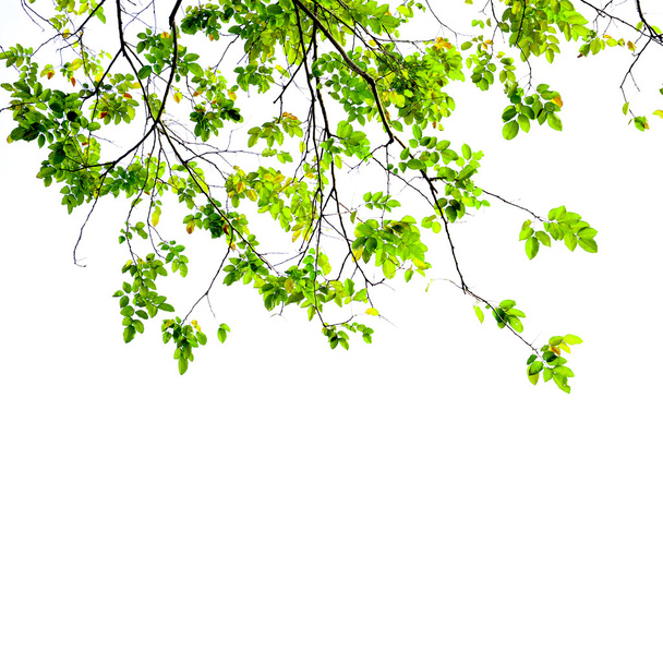 hojas verdes frescas sobre fondo blanco - Foto, Imagen