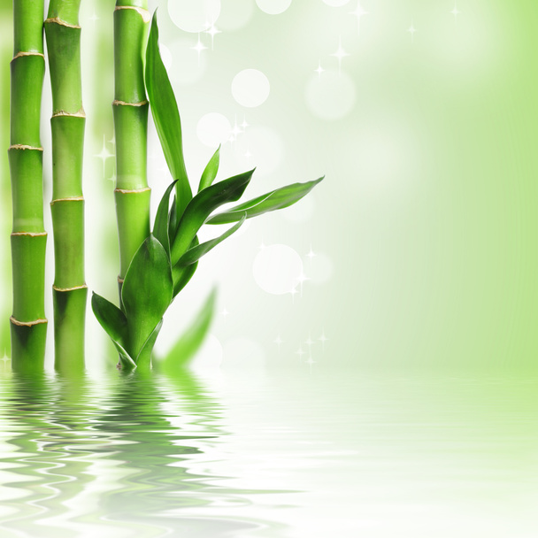 Fondo de bambú verde
 - Foto, Imagen