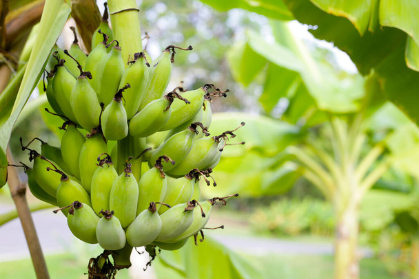 バナナの木からぶら下がる新鮮な緑のバナナのバンチ - 写真・画像