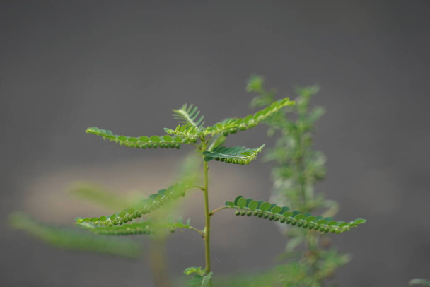 Phyllanthus urinaria (meniran, chamber bitter, gripeweed, shatterstone, stonebreaker, leafflower) на естественном фоне. Листья большие на кончике и меньше к petiole
. - Фото, изображение