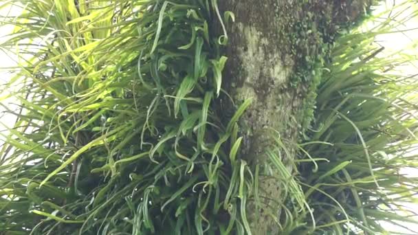 Pirrósia longifolia na árvore. Pyrrosia longifolia é uma espécie de epífita - Filmagem, Vídeo