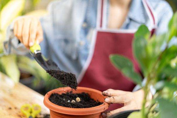 woman plant and take care trees in flowerpots as hobby and relax. plant sales small business. house garden, jungle, gardener, flower decoration, green, happy lifestyle, Home gardening, freelance. - Photo, Image