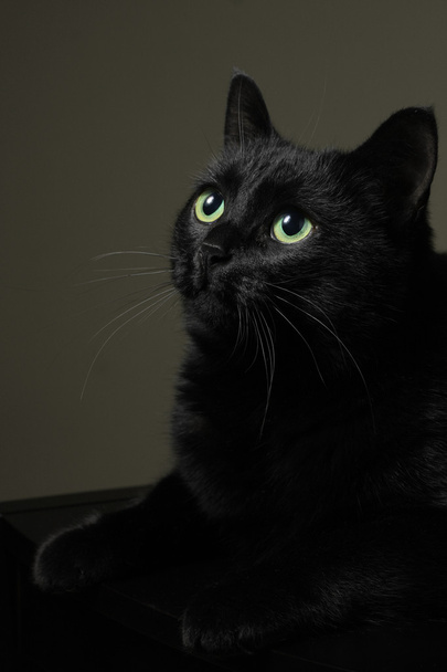 zwarte binnenlandse kat - Foto, afbeelding