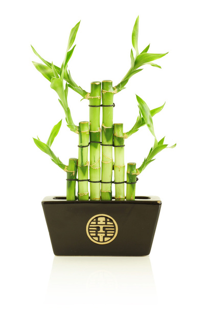 Lucky bamboo in pot - Foto, afbeelding