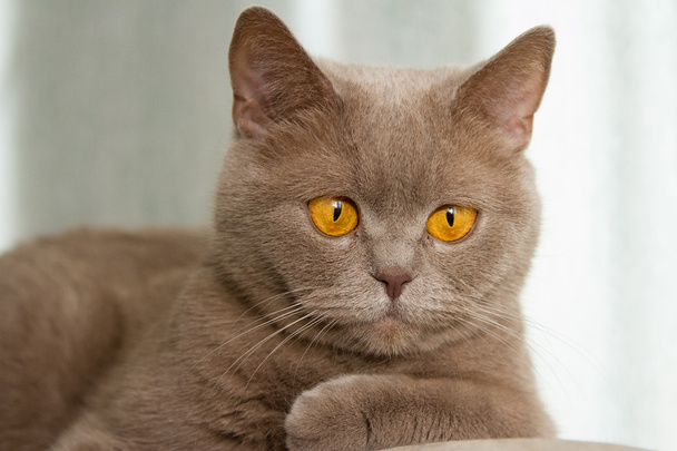 Gatto britannico con occhi di rame
 - Foto, immagini