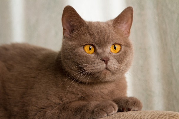 Brytyjski kot z miedzianymi oczami - Zdjęcie, obraz