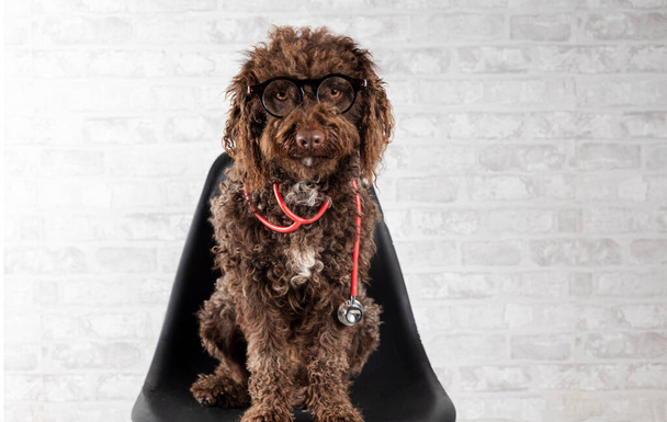 Cão de água sentado em uma cadeira com óculos e estetoscópio. Conceito veterinário - Foto, Imagem