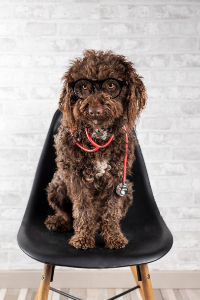 Friendly Water Dog ül egy széken szemüveggel és sztetoszkóppal. Állat-egészségügyi koncepció - Fotó, kép