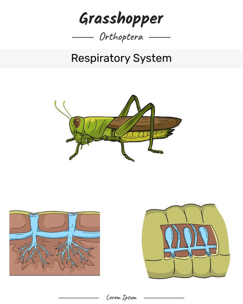 Grasshopper Anatomia e corpo ilustração do sistema respiratório para conteúdo educacional, ensino, apresentação - Vetor, Imagem