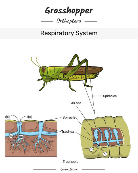 Grasshopper Anatomia e corpo ilustração do sistema respiratório com texto para conteúdo educacional, ensino, apresentação - Vetor, Imagem
