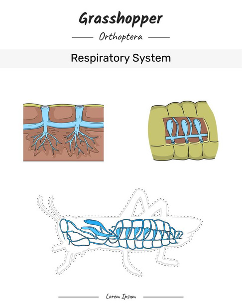 Grasshopper Anatomy Illustrazione del sistema respiratorio per contenuti educativi, insegnamento, presentazione - Vettoriali, immagini