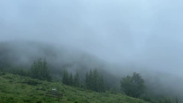 Bulutların dağlarda bir noktaya göre nasıl hareket ettiğinin zamanı, dağlarda sisli bir sabah.. - Video, Çekim