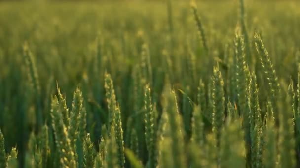 Upea näkymä alalla pitkä vihreä vehnä auringonvalossa auringonlaskun, kasvava maaseudun viljelykasveja. Maatalousyritysten työ yritysten ja luonnonmukaisten ekoelintarvikkeiden tuottamiseksi - Materiaali, video