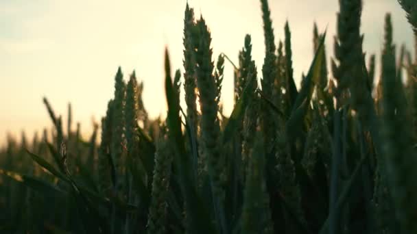 Νεαρά πράσινα αυτιά σιταριού κοντά. Το χωράφι με το σιτάρι μεγαλώνει για ψωμί το ηλιοβασίλεμα. Παραδοσιακή γεωργία. Εργασίες σε αγρονομικό αγρόκτημα για την κατασκευή επιχειρήσεων και την παραγωγή βιολογικών οικολογικών τροφίμων - Πλάνα, βίντεο