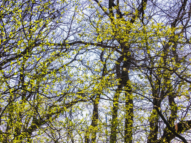 El dosel de un bosque sueco rebosa de vida mientras las hojas verdes frescas brotan en las ramas, lo que indica la llegada de la primavera. La luz del sol se filtra a través de las ramitas entrelazadas, creando un vibrante mosaico de luz y color. - Foto, Imagen