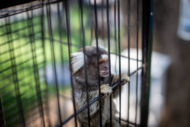選択的な焦点 Common Marmoset - ケージに白い耳の小さな猿, かわいい, 愛らしい A 悲しい, 自由な生活を送りたいと思っている面白い目の猿. - 写真・画像