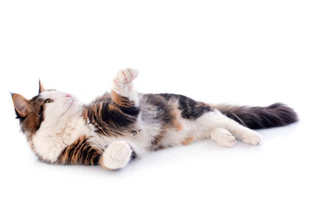 Retrato de un gato maine coon de pura raza sobre un fondo blanco
 - Foto, Imagen