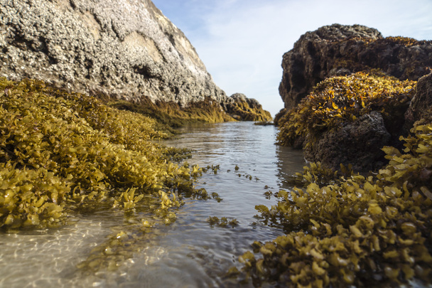 Yellow Seaweed. (Sargassum sp.) - Foto, Imagem