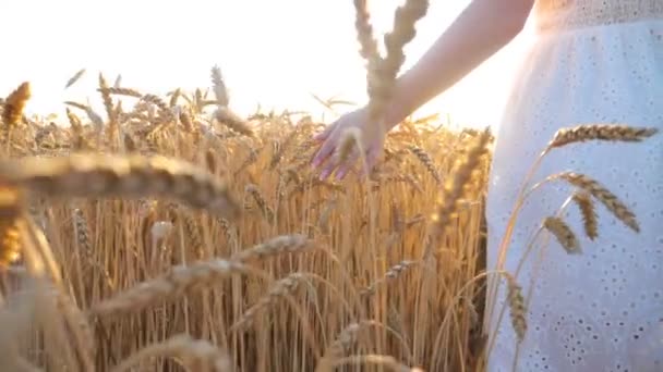Vrouwelijke hand die over gouden rijpe tarwe loopt. Zorgeloos meisje in witte jurk genieten van outdoor vrije tijd tijdens het wandelen langs korenveld bij zonsondergang achtergrond. Zomer of landbouw concept. Langzame beweging. - Video
