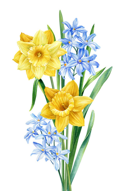 Bahar çiçekli suluboya botanik resim. Elle boyanmış renkli çiçek kompozisyonu narsisli, mavi sümbül. Yüksek kaliteli illüstrasyon - Fotoğraf, Görsel