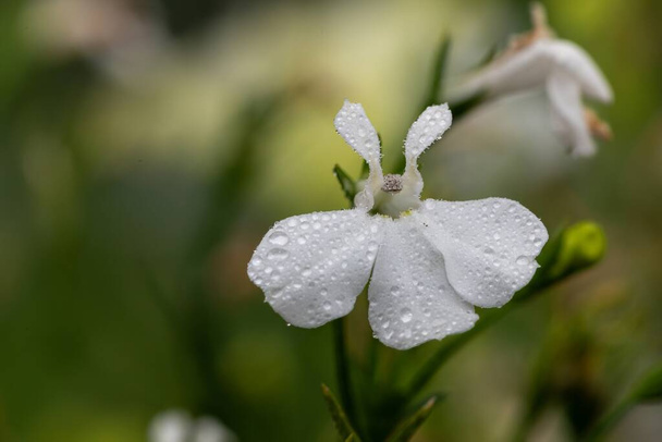 Macro shot of a white garden lobelia (lobelia erinus) flower - Photo, Image