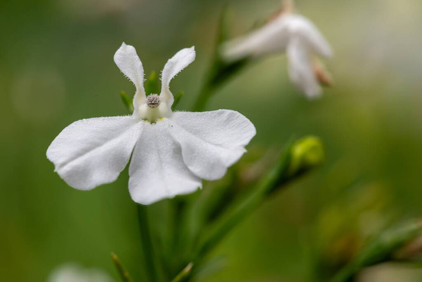 Makro zdjęcie białego kwiatu lobelia ogrodowa (lobelia erinus) - Zdjęcie, obraz
