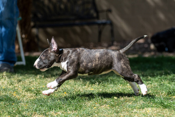 ブリンデルブルーテリアの子犬は芝生の演奏を横切って走る - 写真・画像