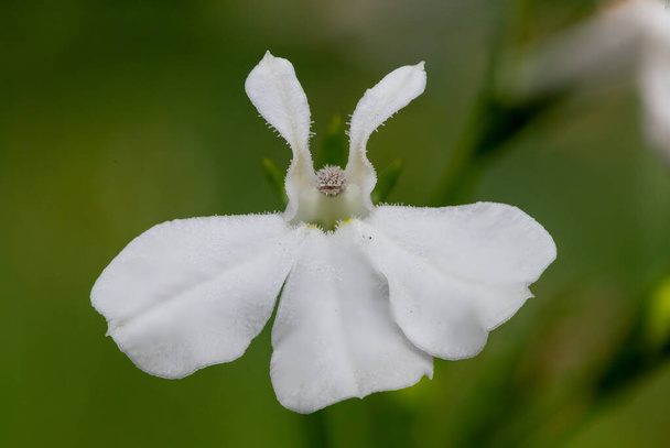 Macro shot d'une fleur de lobélie du jardin blanc (lobelia erinus) - Photo, image