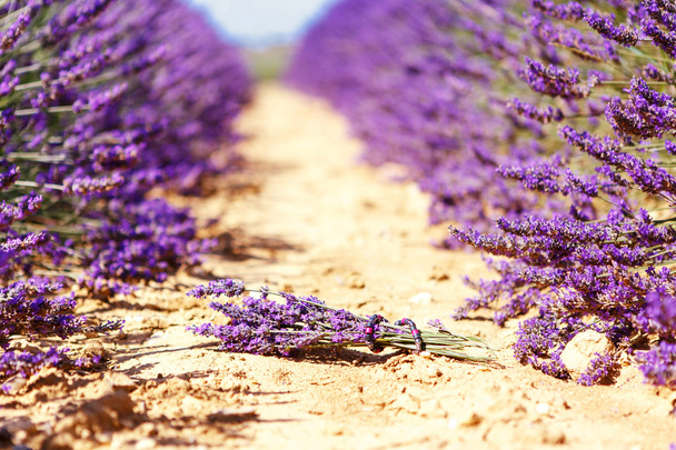 Bloeiende lavendel velden in de buurt van Valensole in Provence, Frankrijk. - Foto, afbeelding