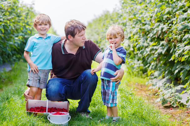 padre y dos niños pequeños en granja de frambuesa orgánica
 - Foto, imagen
