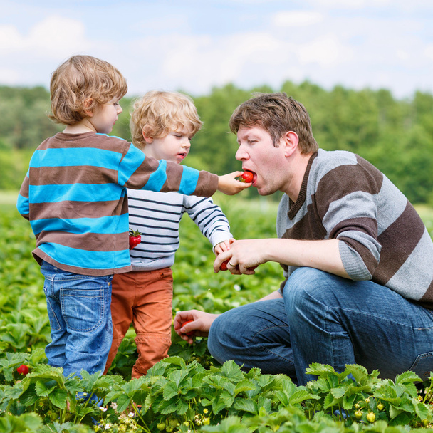 father and two little boys on organic strawberry farm - Photo, Image