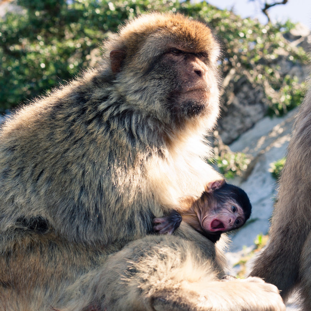 Βαρβαρία macaques - Φωτογραφία, εικόνα