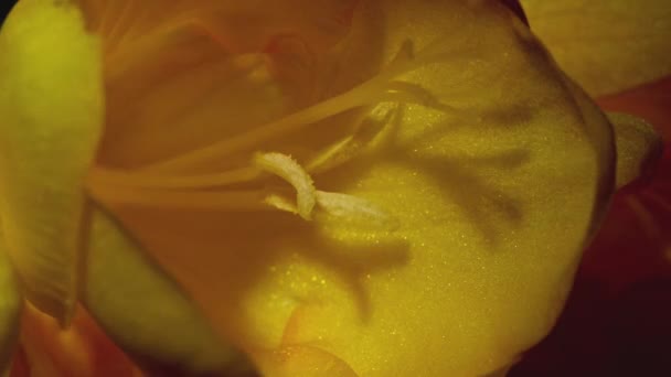 Zamknij makro materiał z pięknych żółtych płatków na kwiat. - Materiał filmowy, wideo