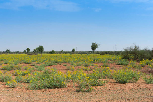 Plantación de semillas de mostaza cerca de la ciudad de Jodhpur, en el desierto de Thar con fondo de cielo azul, Rajastán, India. - Foto, Imagen