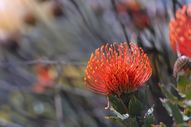 Close up view of Red Pincushion Protea flower , a tropical flower in the garden. - Photo, Image