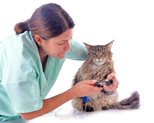 retrato de un pura raza maine coon gato y veterinario
 - Foto, Imagen