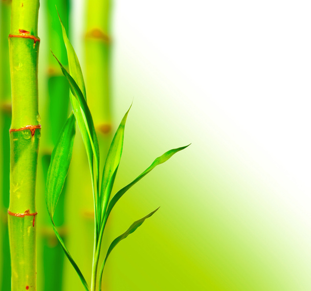 Beautiful bamboo background - Foto, imagen